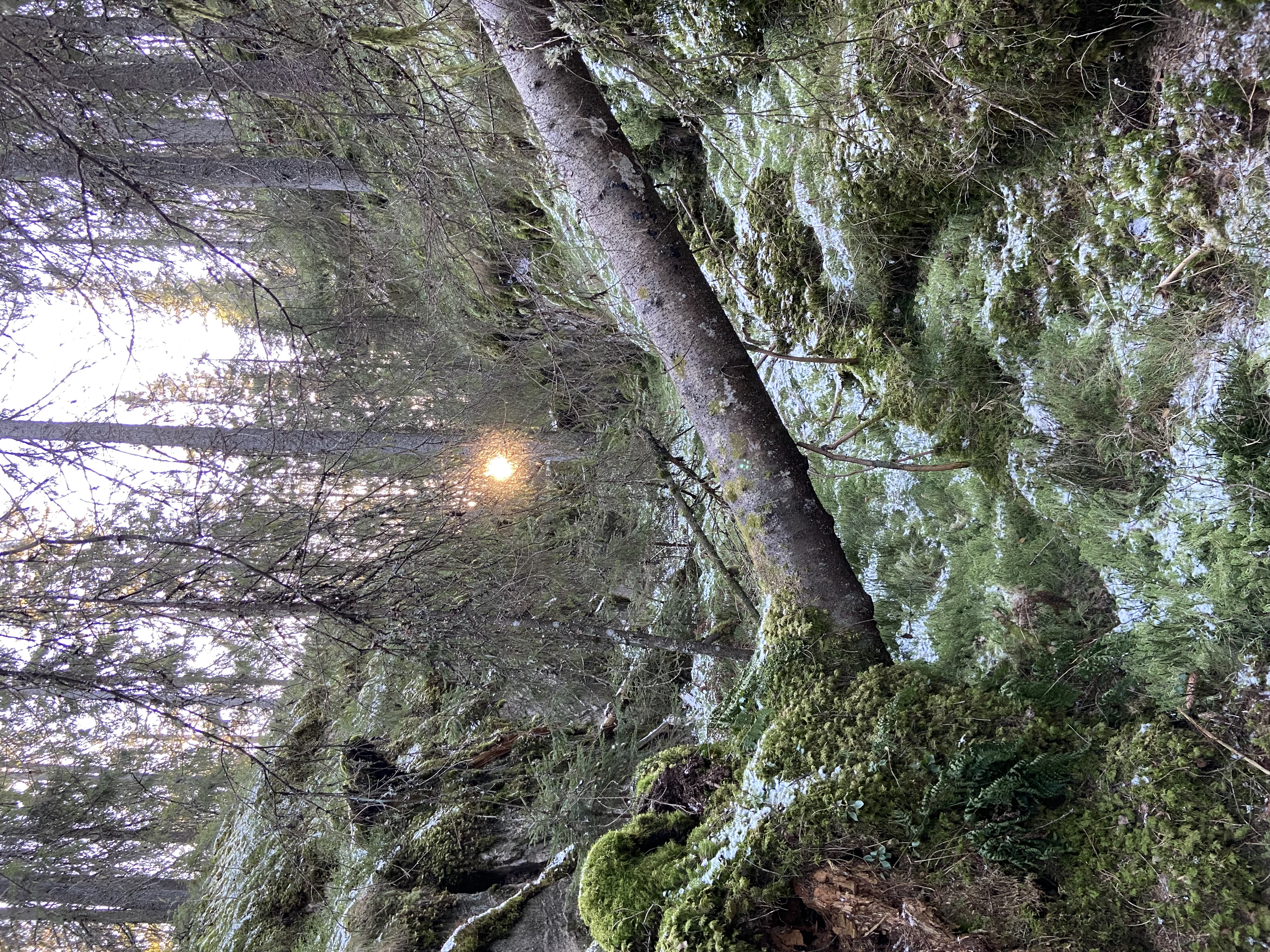 Sol gjennom trær